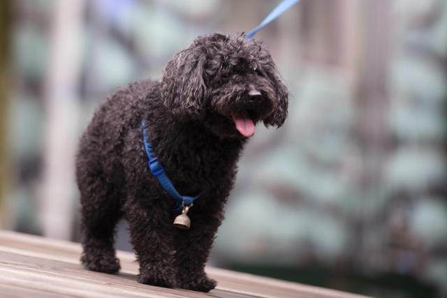 狂犬病潛伏期長達20年？正確認識和預防狂犬病避免盲目恐慌