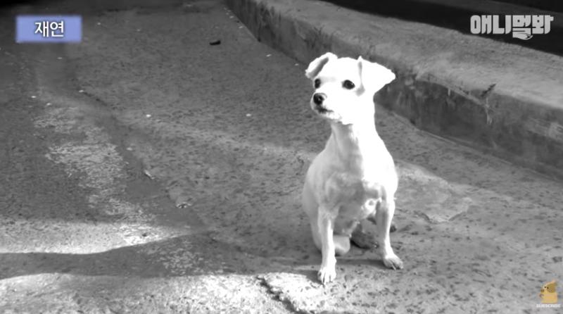 主人遷家前丟一句「你在這裡等」　忠犬「從幼年→老年」原地苦守10年…