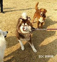 對於有攻擊傾向的狗狗，我們該拿它怎麼辦？