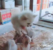 對於有攻擊傾向的狗狗，我們該拿它怎麼辦？