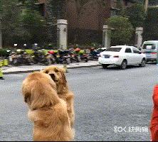 對於有攻擊傾向的狗狗，我們該拿它怎麼辦？