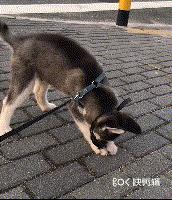 對於有攻擊傾向的狗狗，我們該拿它怎麼辦？
