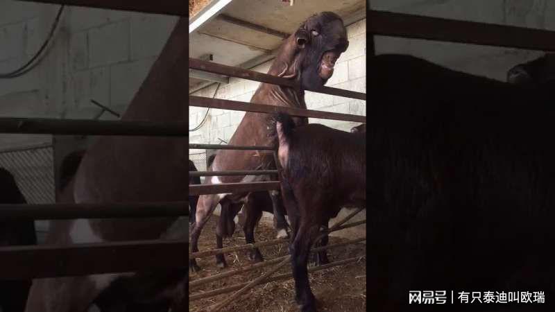 長得超隨便！「全世界最醜的羊」名不虛傳，但是身價卻要200萬！