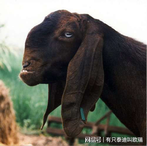 長得超隨便！「全世界最醜的羊」名不虛傳，但是身價卻要200萬！