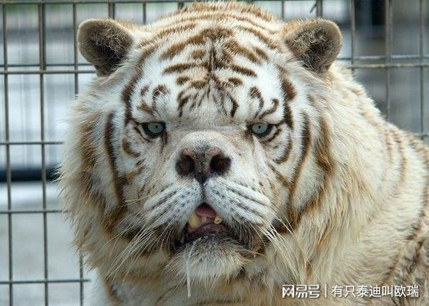 長得超隨便！「全世界最醜的羊」名不虛傳，但是身價卻要200萬！