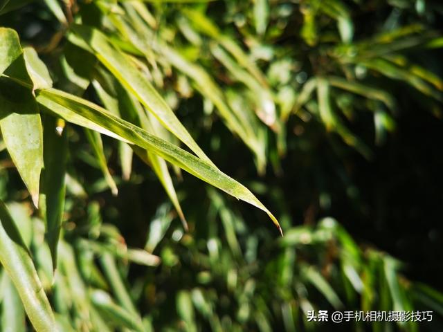 原來手機邊上這兩個鍵，在拍照時這麼關鍵！
