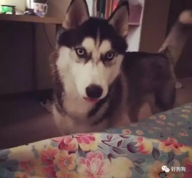 狗狗內心10句最想對人類說的話，讓大家都瞬間忍不住噴淚 
