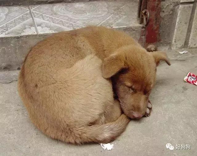 狗狗內心10句最想對人類說的話，讓大家都瞬間忍不住噴淚 