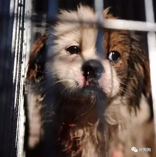 狗狗內心10句最想對人類說的話，讓大家都瞬間忍不住噴淚 