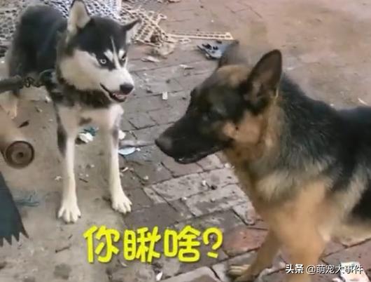 這條看門的哈士奇脾氣還挺大，德牧表示不想和傻子說話