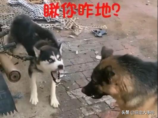 這條看門的哈士奇脾氣還挺大，德牧表示不想和傻子說話