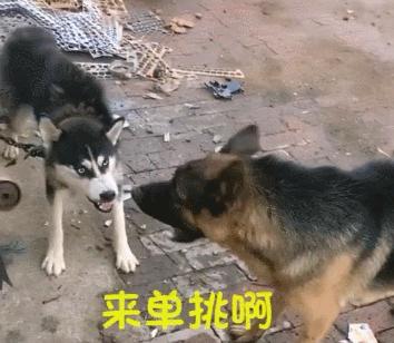 這條看門的哈士奇脾氣還挺大，德牧表示不想和傻子說話