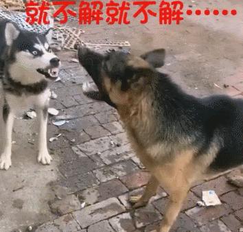 這條看門的哈士奇脾氣還挺大，德牧表示不想和傻子說話