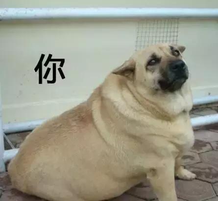 狗狗過年可以吃哪些食物？都在這裡告訴你
