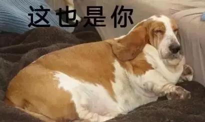 狗狗過年可以吃哪些食物？都在這裡告訴你
