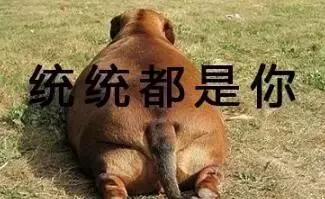 狗狗過年可以吃哪些食物？都在這裡告訴你