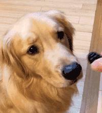 狗狗過年可以吃哪些食物？都在這裡告訴你