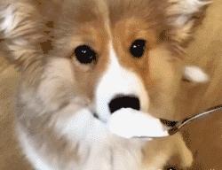 狗狗過年可以吃哪些食物？都在這裡告訴你