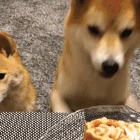 狗狗過年可以吃哪些食物？都在這裡告訴你