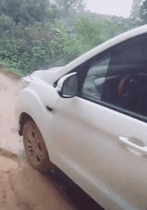他開車被流浪狗擋住去路，弄清真相後不禁感謝：它救了我一命
