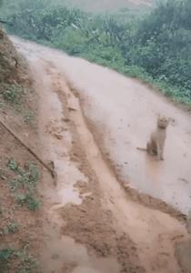 他開車被流浪狗擋住去路，弄清真相後不禁感謝：它救了我一命