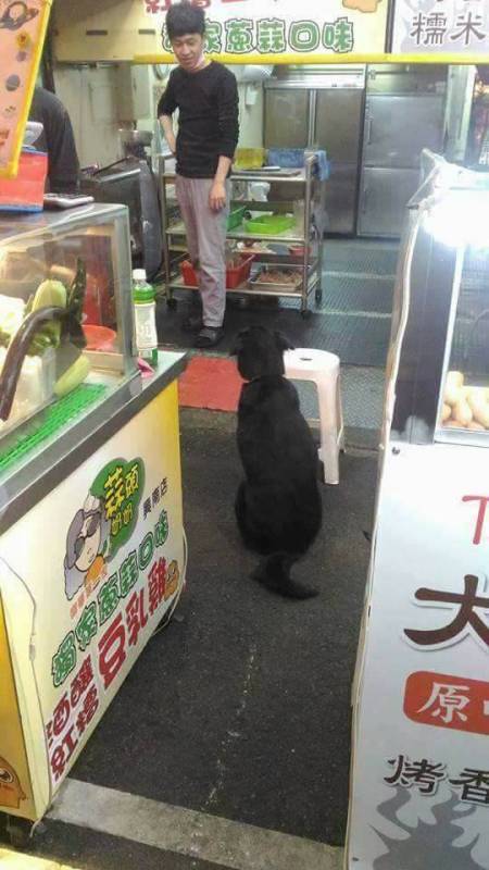 教過狗狗「要吃的就乖乖坐好」　傻黑汪興奮跳車「坐地等蛋餅」：把拔買這個～