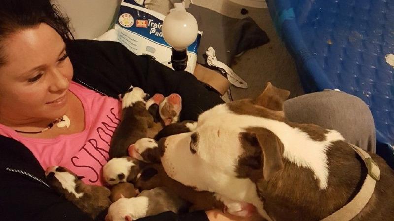 被中途媽照顧比特犬好感激！　它「連叼11隻寶寶」放她懷裡：這裡最安全～
