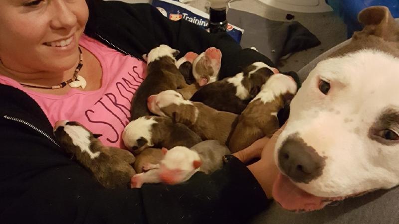 被中途媽照顧比特犬好感激！　它「連叼11隻寶寶」放她懷裡：這裡最安全～