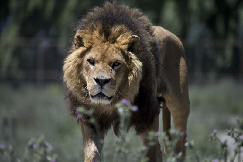 一聞到肉味就會跳上來…　超狂逆轉動物園體驗「人關籠被獅子看」