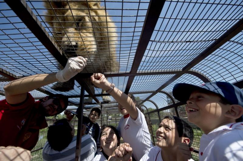 一聞到肉味就會跳上來…　超狂逆轉動物園體驗「人關籠被獅子看」