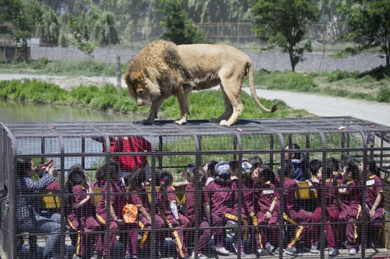 一聞到肉味就會跳上來…　超狂逆轉動物園體驗「人關籠被獅子看」