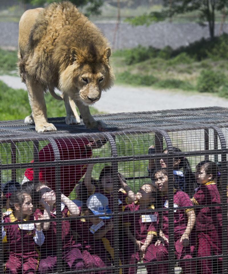 一聞到肉味就會跳上來…　超狂逆轉動物園體驗「人關籠被獅子看」