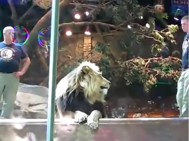雄獅發狂撲向飼育員　一旁母獅看到後「劇情突然超展開」