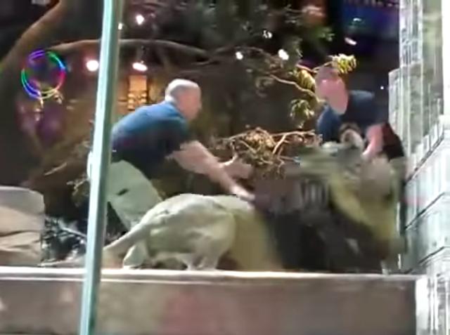 雄獅發狂撲向飼育員　一旁母獅看到後「劇情突然超展開」