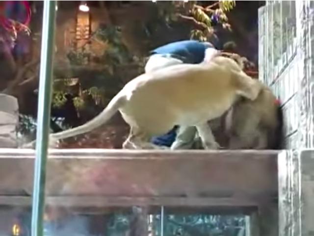 雄獅發狂撲向飼育員　一旁母獅看到後「劇情突然超展開」