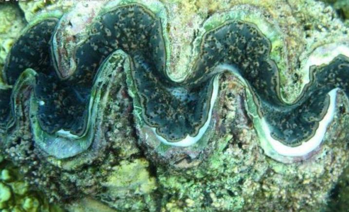 地球鮮有人知的「外星球世界」遠離大陸，獨自存在1800萬年！