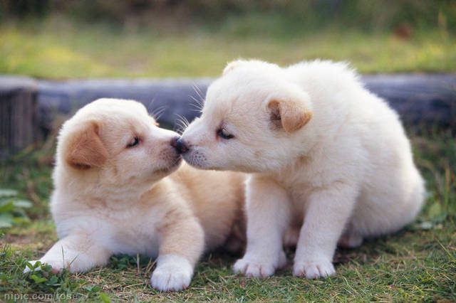 幼犬如果缺鈣了會怎麼樣？幼犬缺鈣吃什麼補鈣效果最快最好?