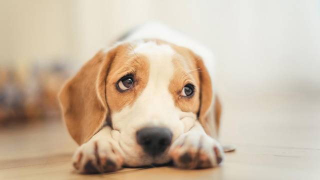 幼犬如果缺鈣了會怎麼樣？幼犬缺鈣吃什麼補鈣效果最快最好?