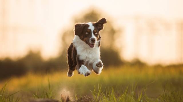 幼犬如果缺鈣了會怎麼樣？幼犬缺鈣吃什麼補鈣效果最快最好?