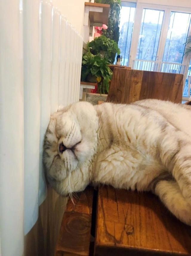 主人到家發現貓咪在取暖，可總覺得哪裡不對勁，走近一看笑噴了