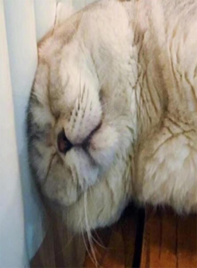 主人到家發現貓咪在取暖，可總覺得哪裡不對勁，走近一看笑噴了