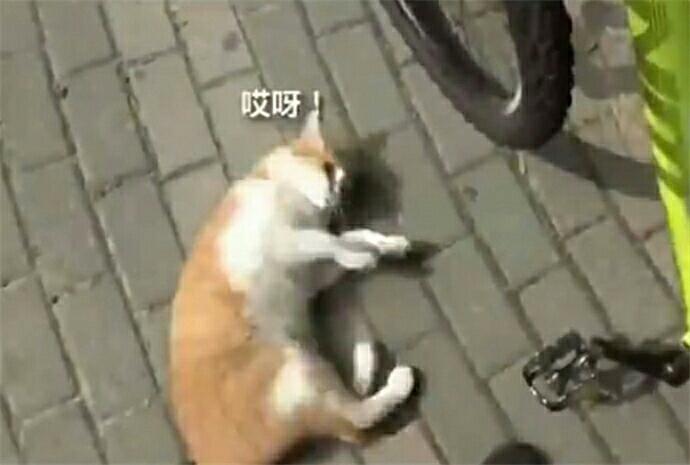 主人到家發現貓咪在取暖，可總覺得哪裡不對勁，走近一看笑噴了