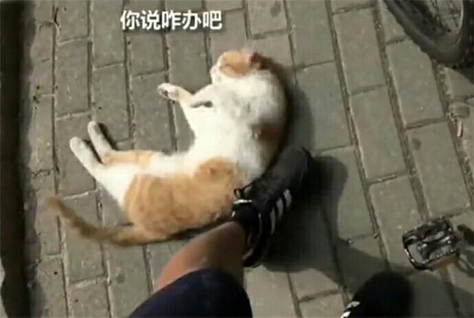 主人到家發現貓咪在取暖，可總覺得哪裡不對勁，走近一看笑噴了
