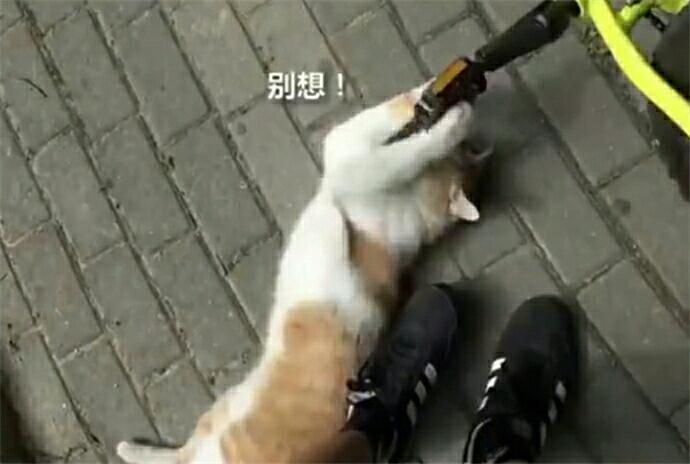 主人到家發現貓咪在取暖，可總覺得哪裡不對勁，走近一看笑噴了