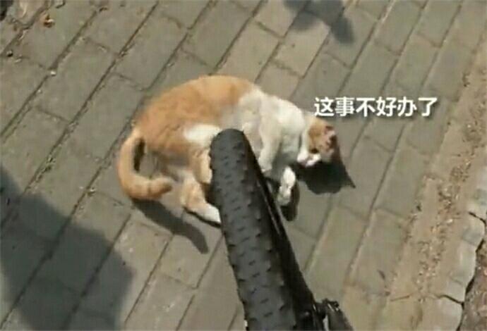 主人到家發現貓咪在取暖，可總覺得哪裡不對勁，走近一看笑噴了