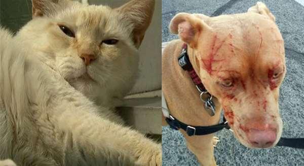 16歲老貓單挑七隻比特犬！居然把牠們都打成「重傷」！沒想到狗主人反而很感謝！ 