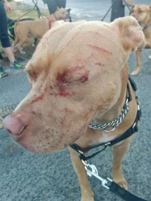 16歲老貓單挑七隻比特犬！居然把牠們都打成「重傷」！沒想到狗主人反而很感謝！ 