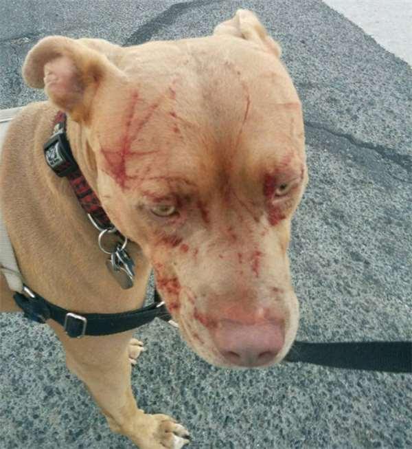 16歲老貓單挑七隻比特犬！居然把牠們都打成「重傷」！沒想到狗主人反而很感謝！ 