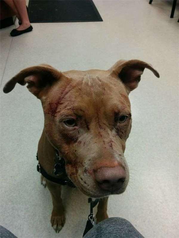 16歲老貓單挑七隻比特犬！居然把牠們都打成「重傷」！沒想到狗主人反而很感謝！ 