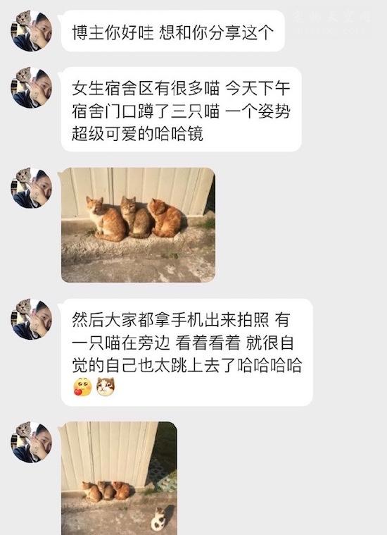 3隻橘貓排隊曬太陽，這時花貓突然出現！接下來的畫面讓網友笑噴!!!
